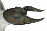 Enrolled Scotoharpes Trilobite - Boudib, Morocco #154187-3